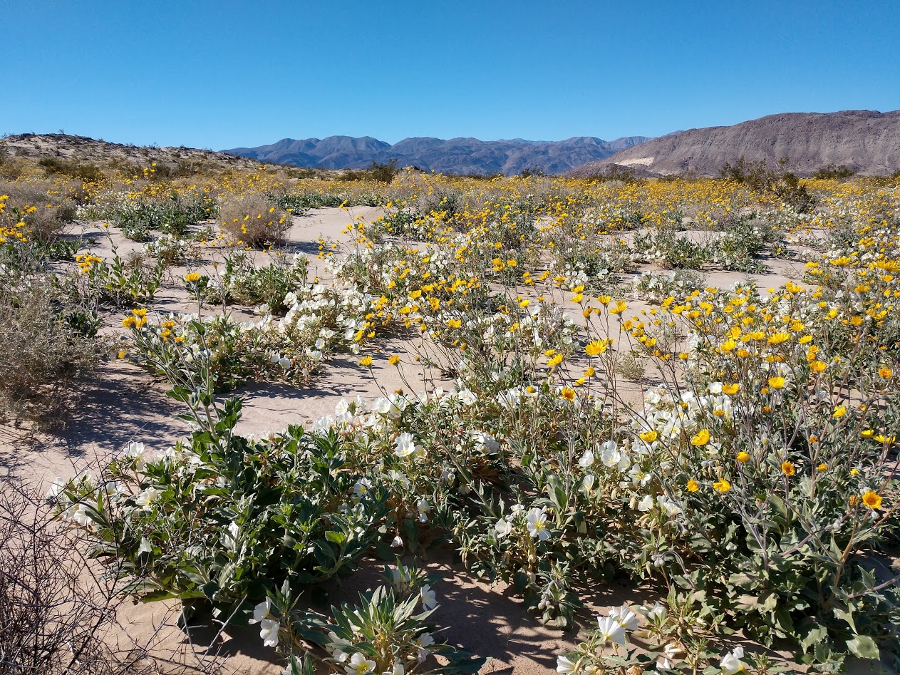 White and Yellow Wildflowers